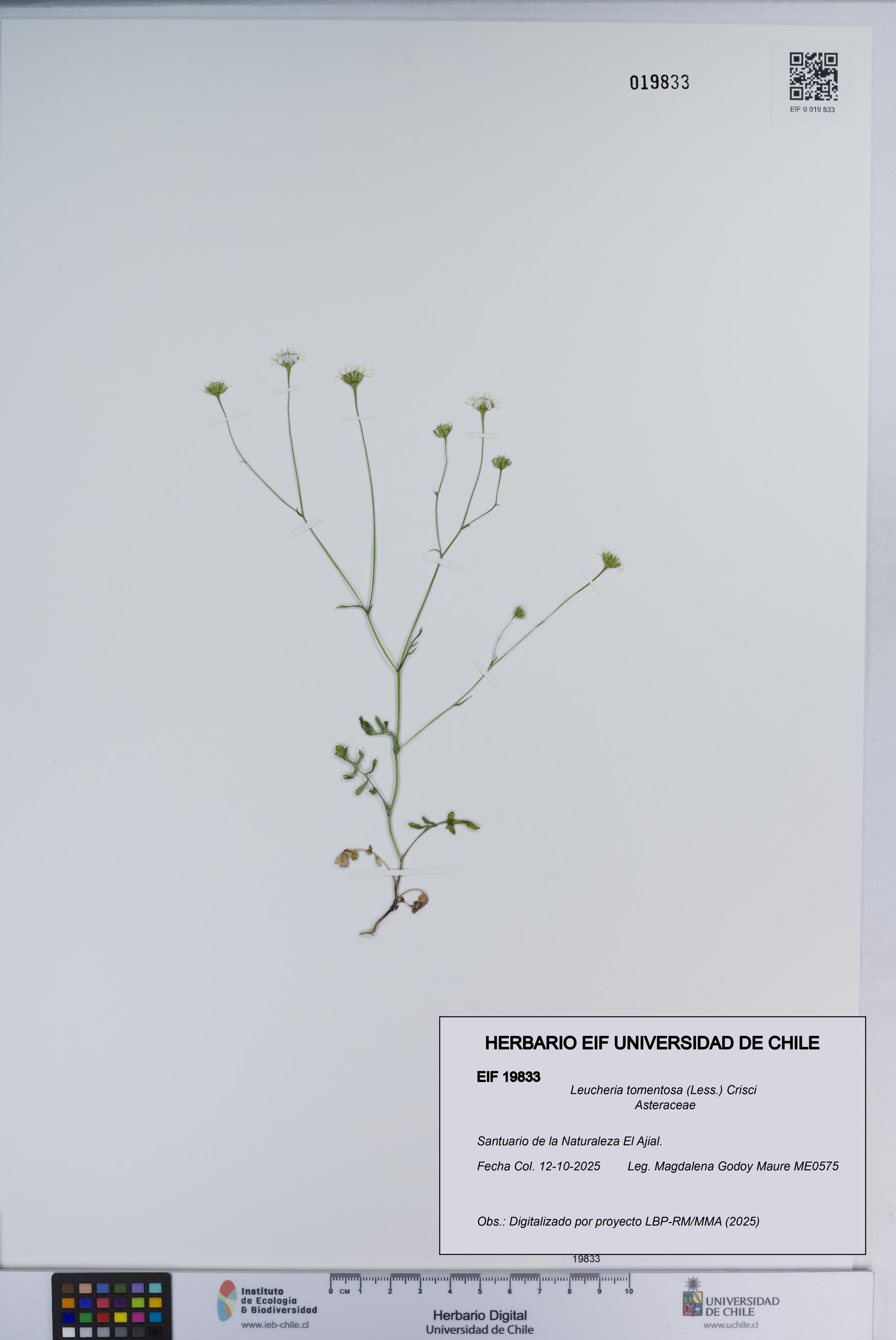 Leucheria tomentosa [Espécimen: ]