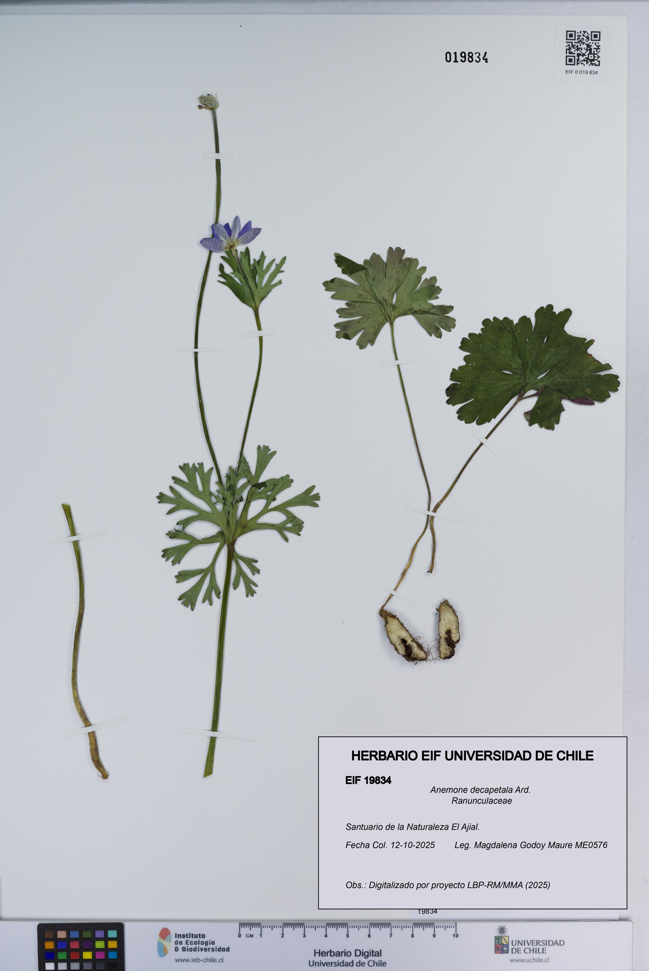 Anemone decapetala [Espécimen: ]