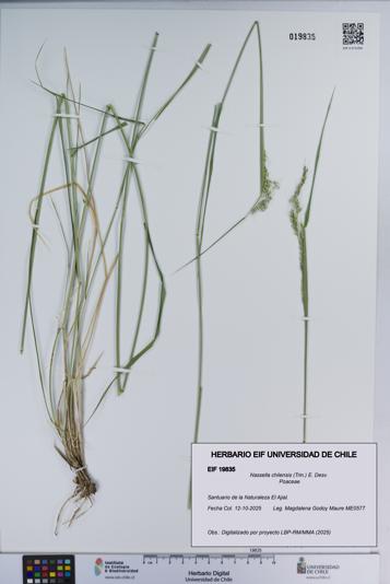 Nassella chilensis [Espécimen: ]