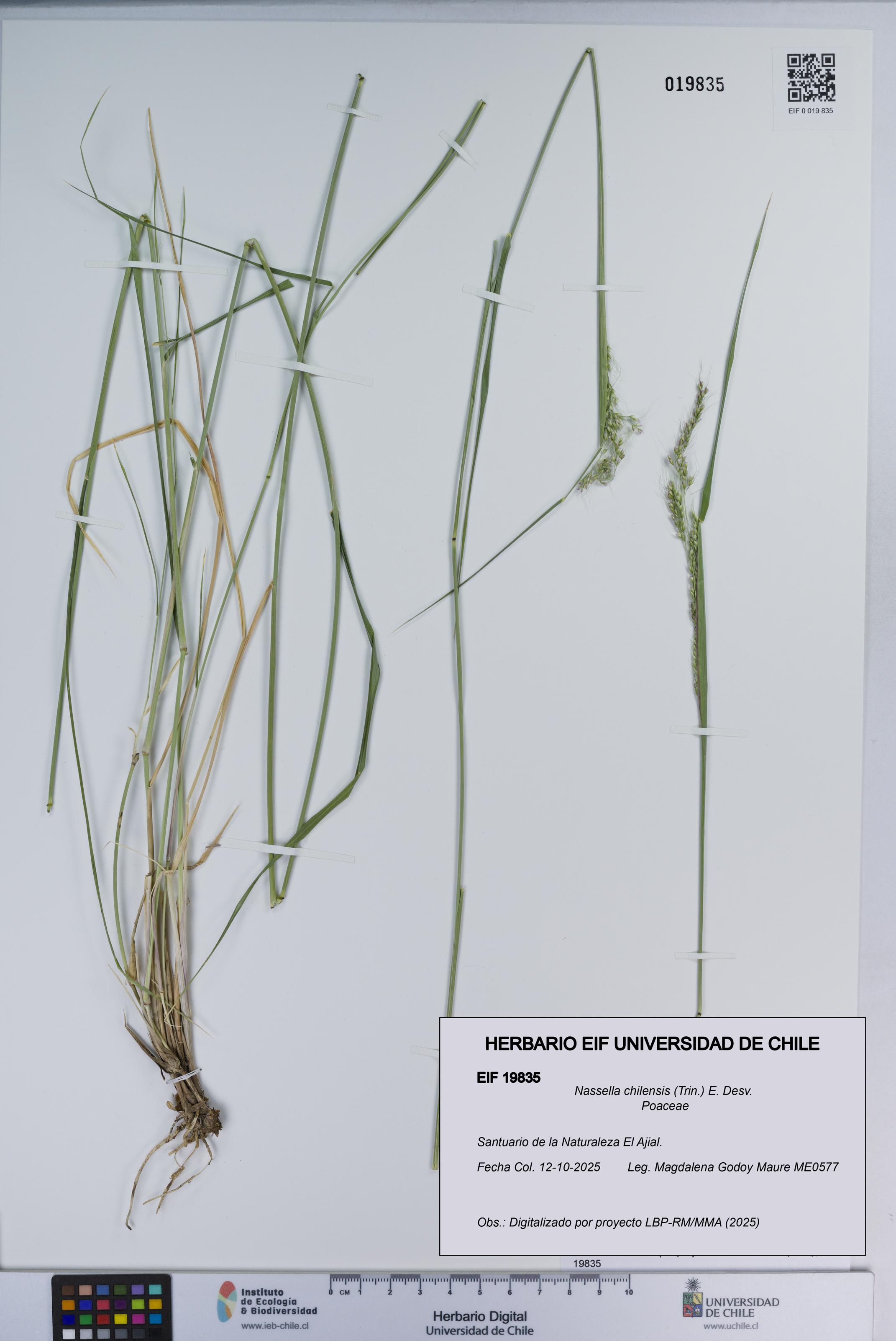Nassella chilensis [Espécimen: ]