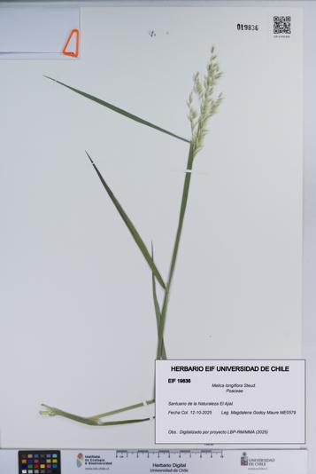 Melica longiflora [Espécimen: ]