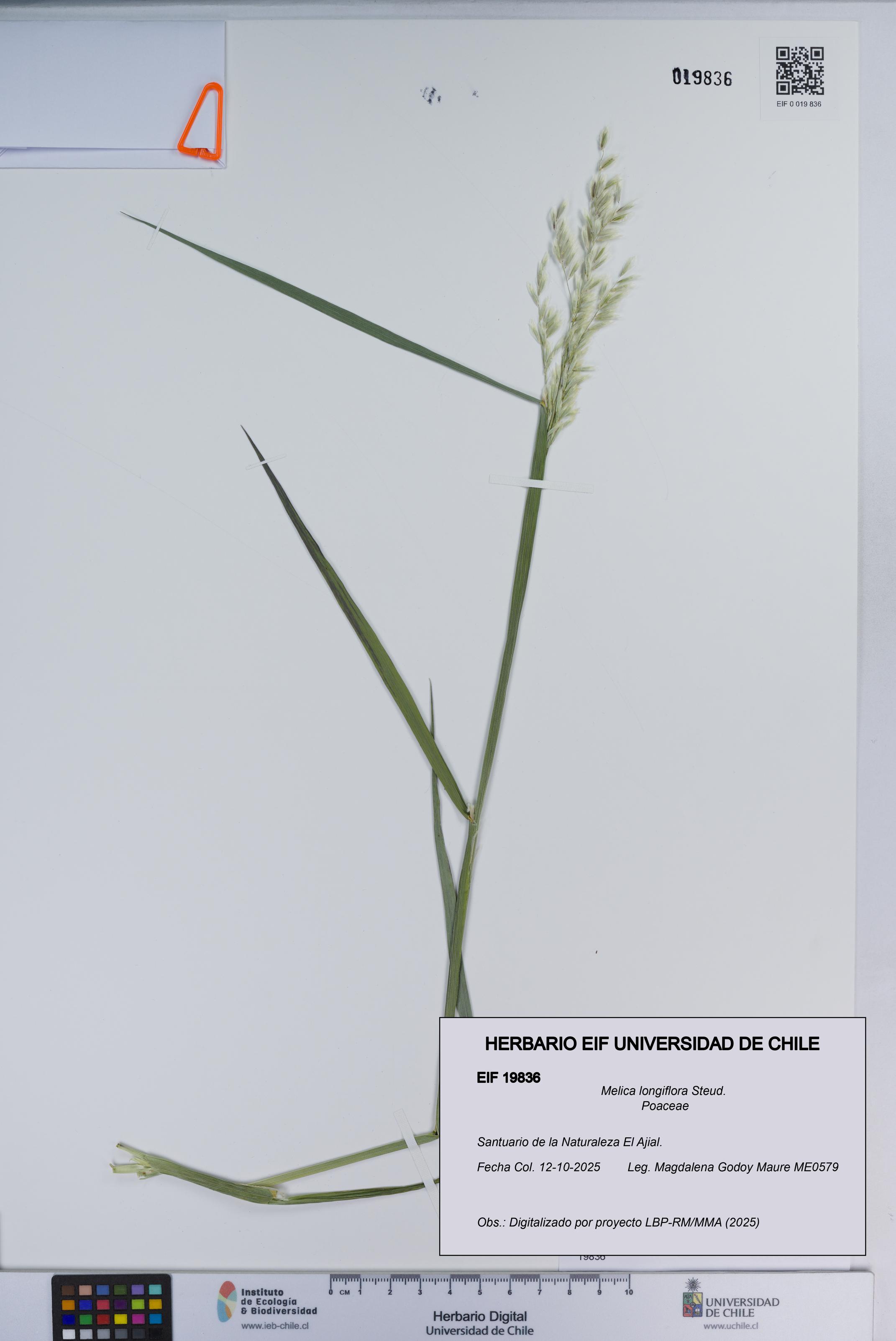 Melica longiflora [Espécimen: ]