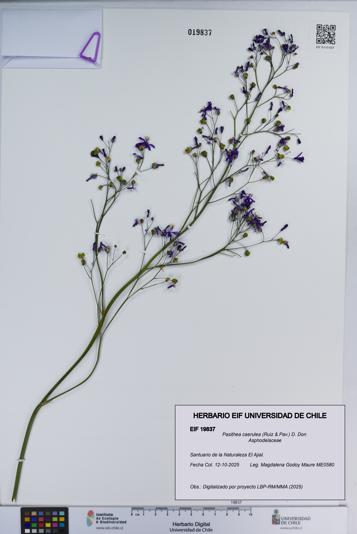 Pasithea caerulea [Espécimen: ]