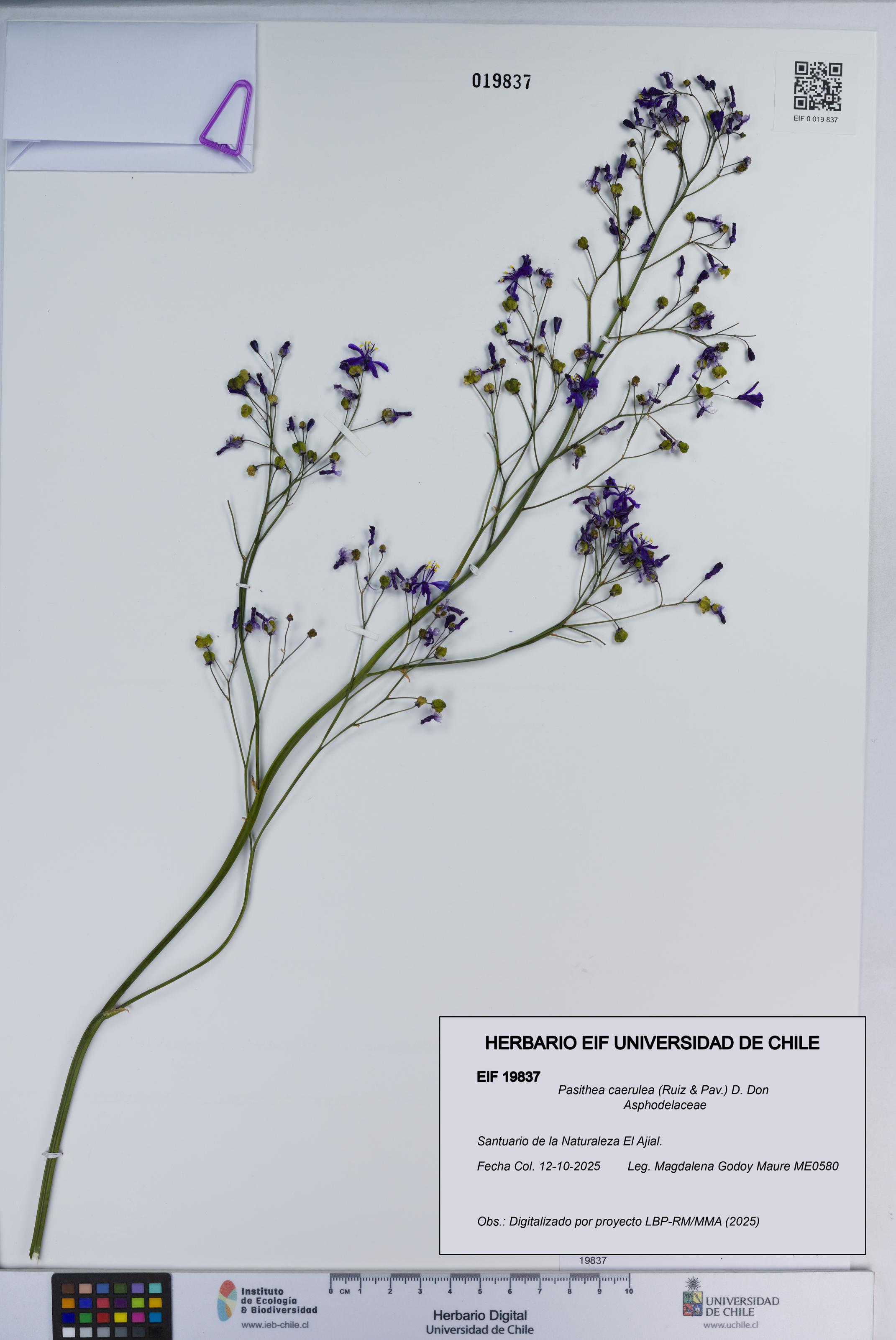 Pasithea caerulea [Espécimen: ]