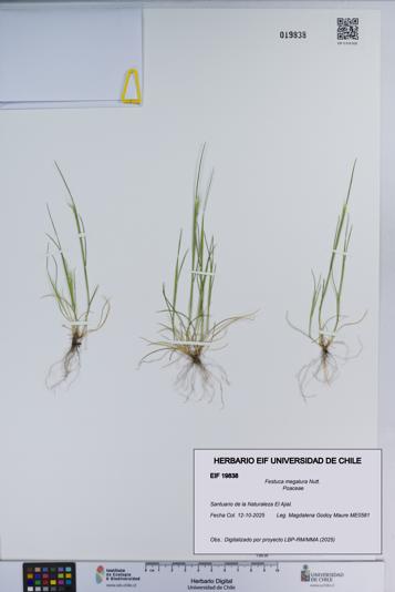 Festuca megalura [Espécimen: ]