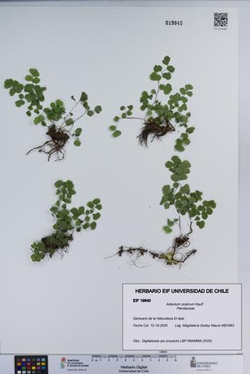 Adiantum scabrum [Espécimen: ]