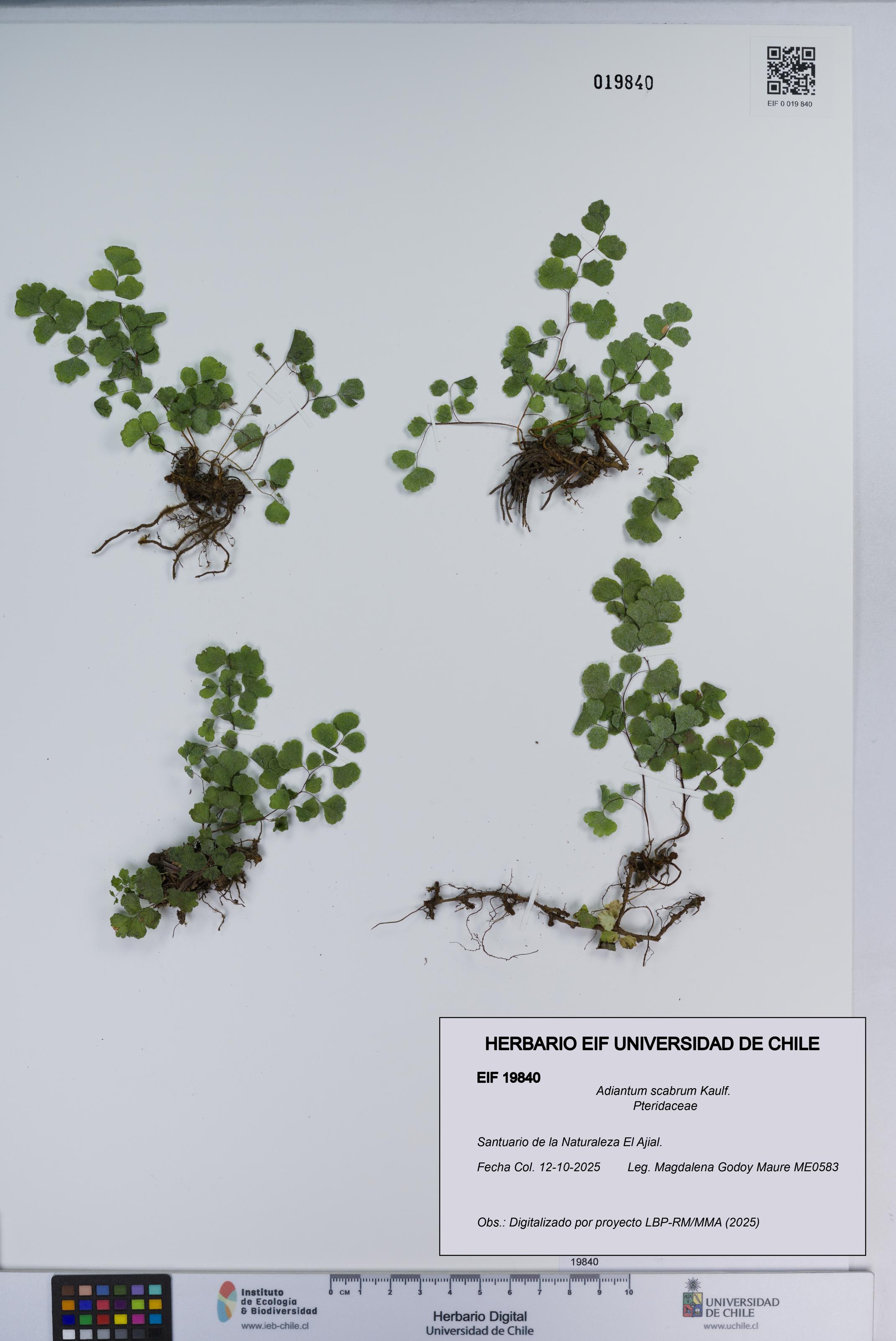 Adiantum scabrum [Espécimen: ]