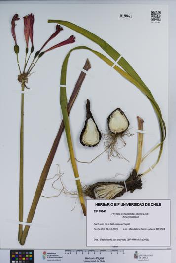 Phycella cyrtanthoides [Espécimen: ]
