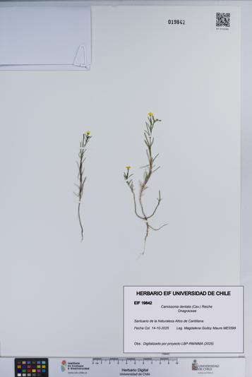 Camissonia dentata [Espécimen: ]