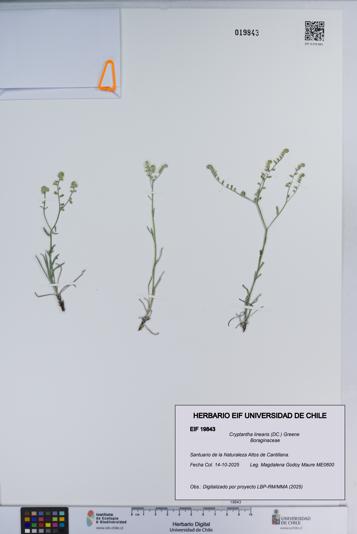 Cryptantha linearis [Espécimen: ]