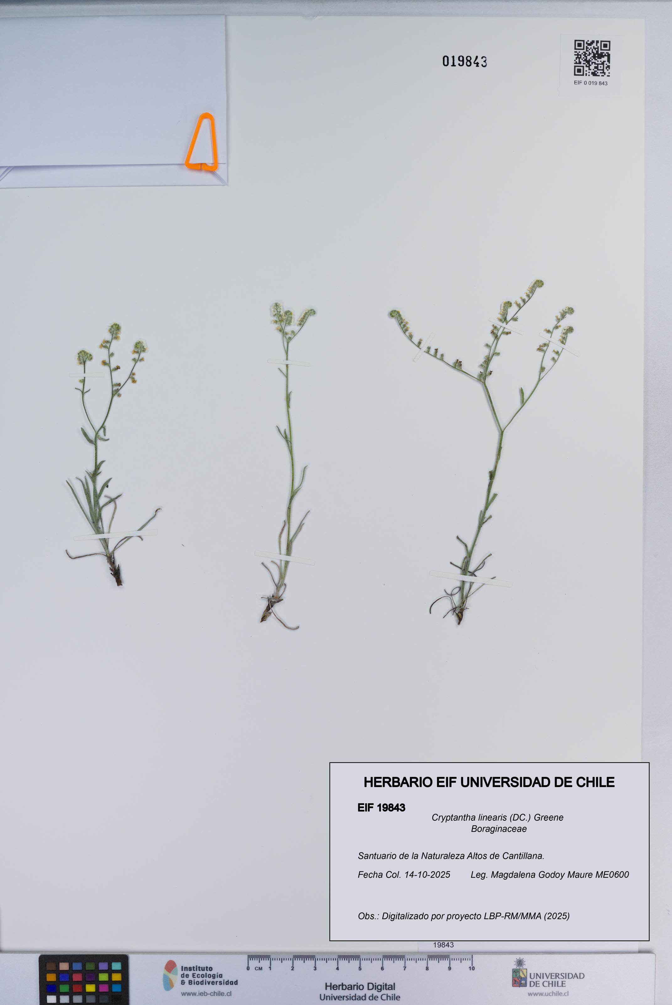 Cryptantha linearis [Espécimen: ]