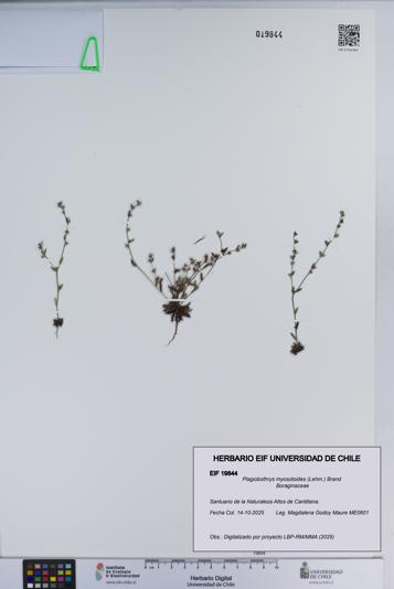 Plagiobothrys myosotoides [Espécimen: ]