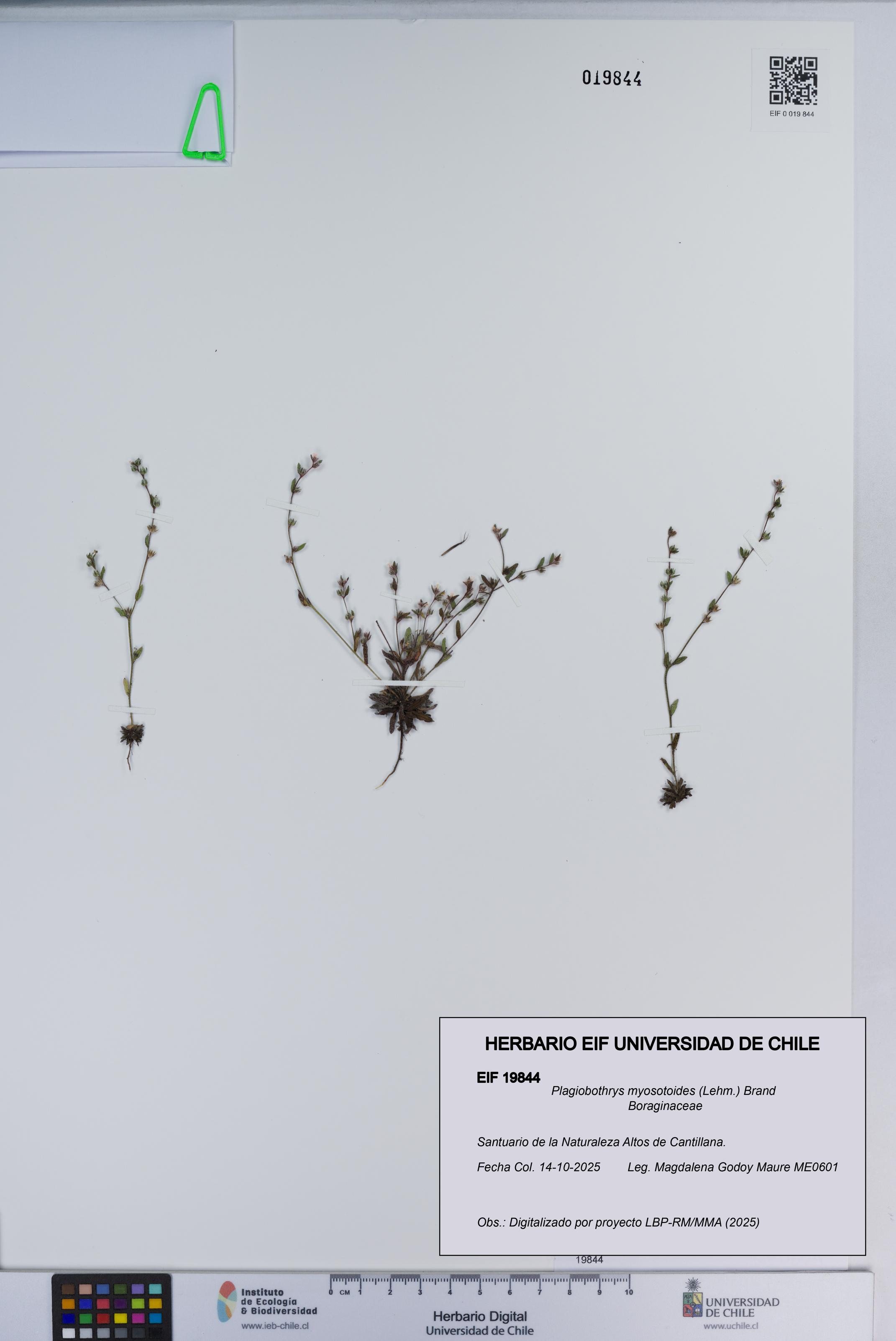Plagiobothrys myosotoides [Espécimen: ]