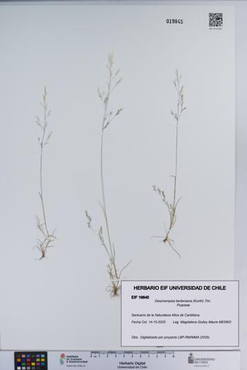 Deschampsia berteroana [Espécimen: ]