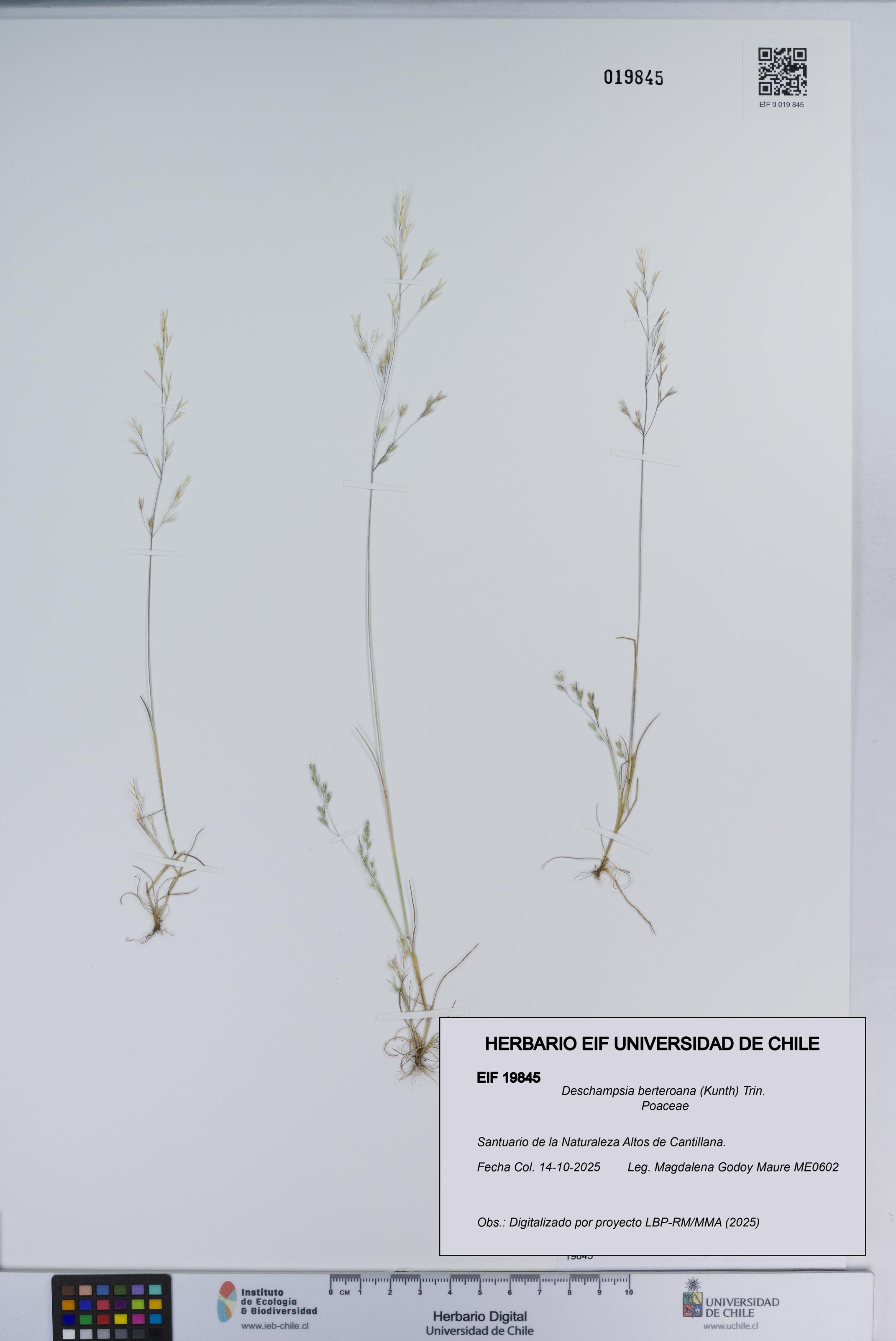 Deschampsia berteroana [Espécimen: ]