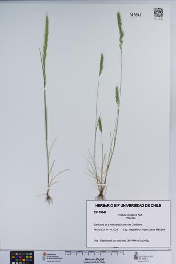 Festuca megalura [Espécimen: ]