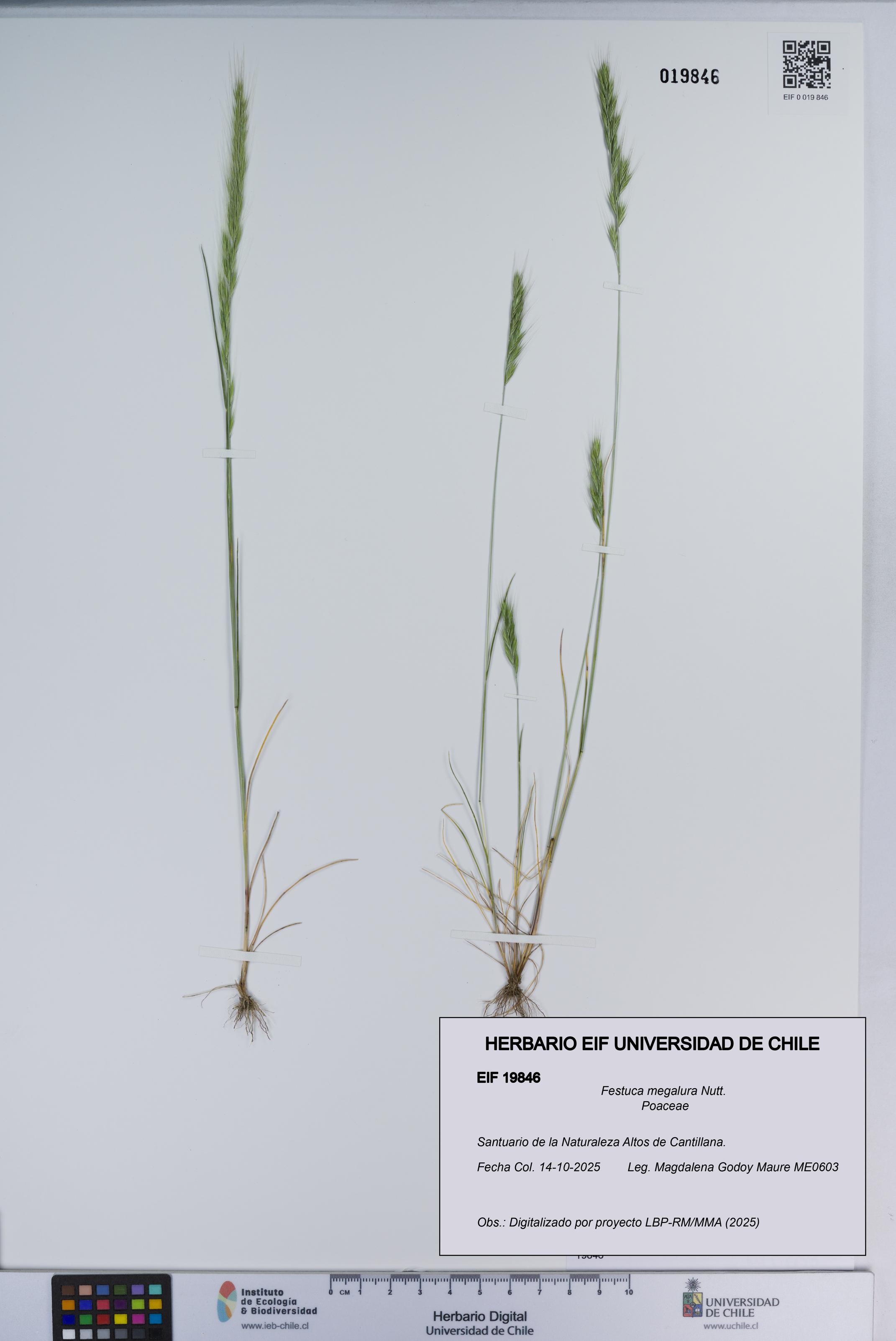 Festuca megalura [Espécimen: ]
