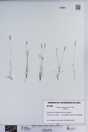 Bromidium anomalum [Espécimen: ]