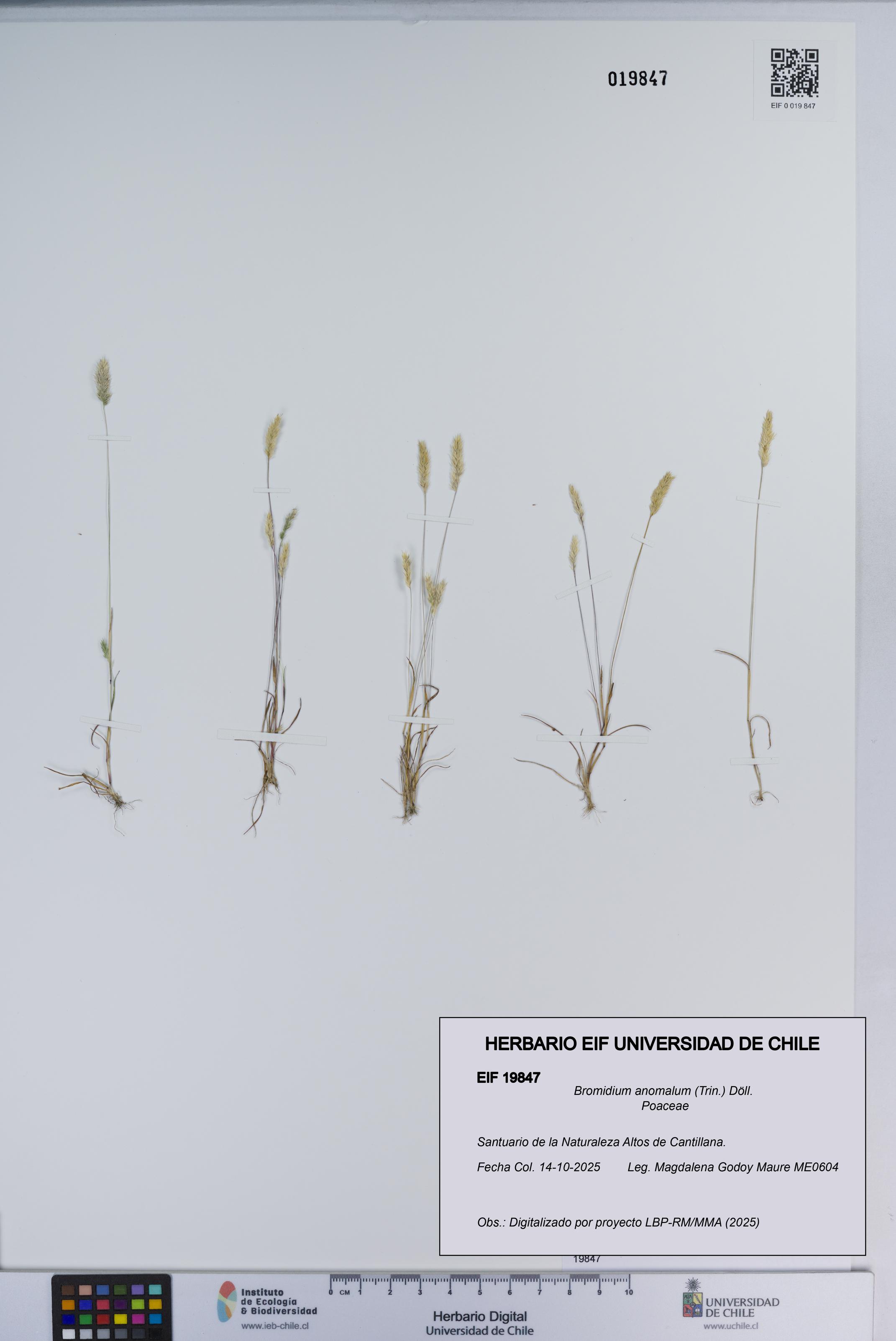 Bromidium anomalum [Espécimen: ]