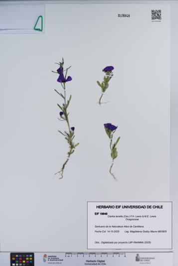 Clarkia tenella [Espécimen: ]
