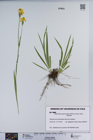 Solenomelus pedunculatus [Espécimen: ]