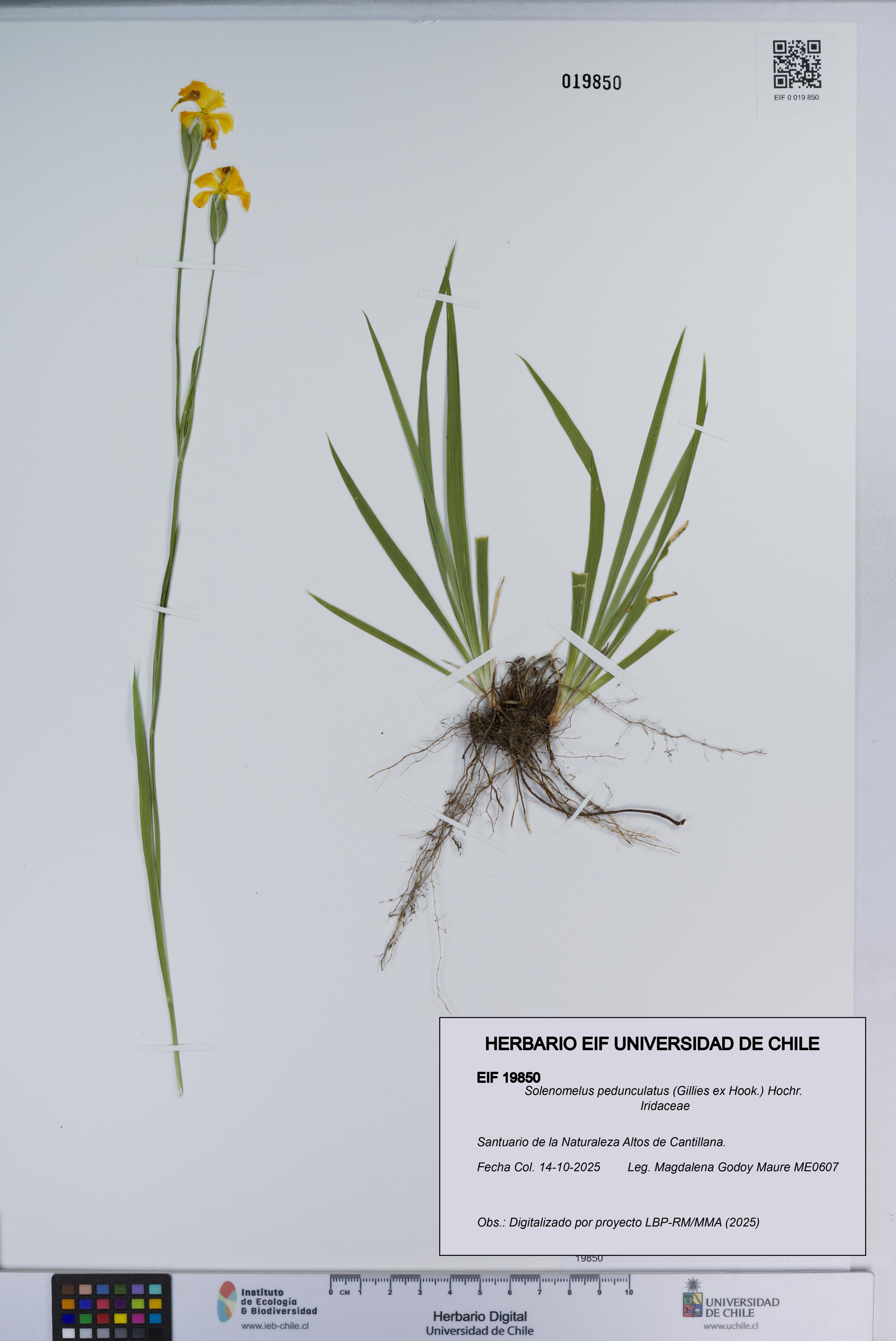 Solenomelus pedunculatus [Espécimen: ]