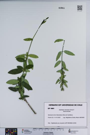 Diplolepis menziesii [Espécimen: ]