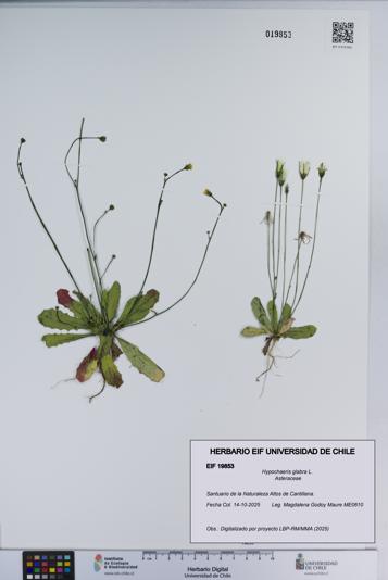 Hypochaeris glabra [Espécimen: ]