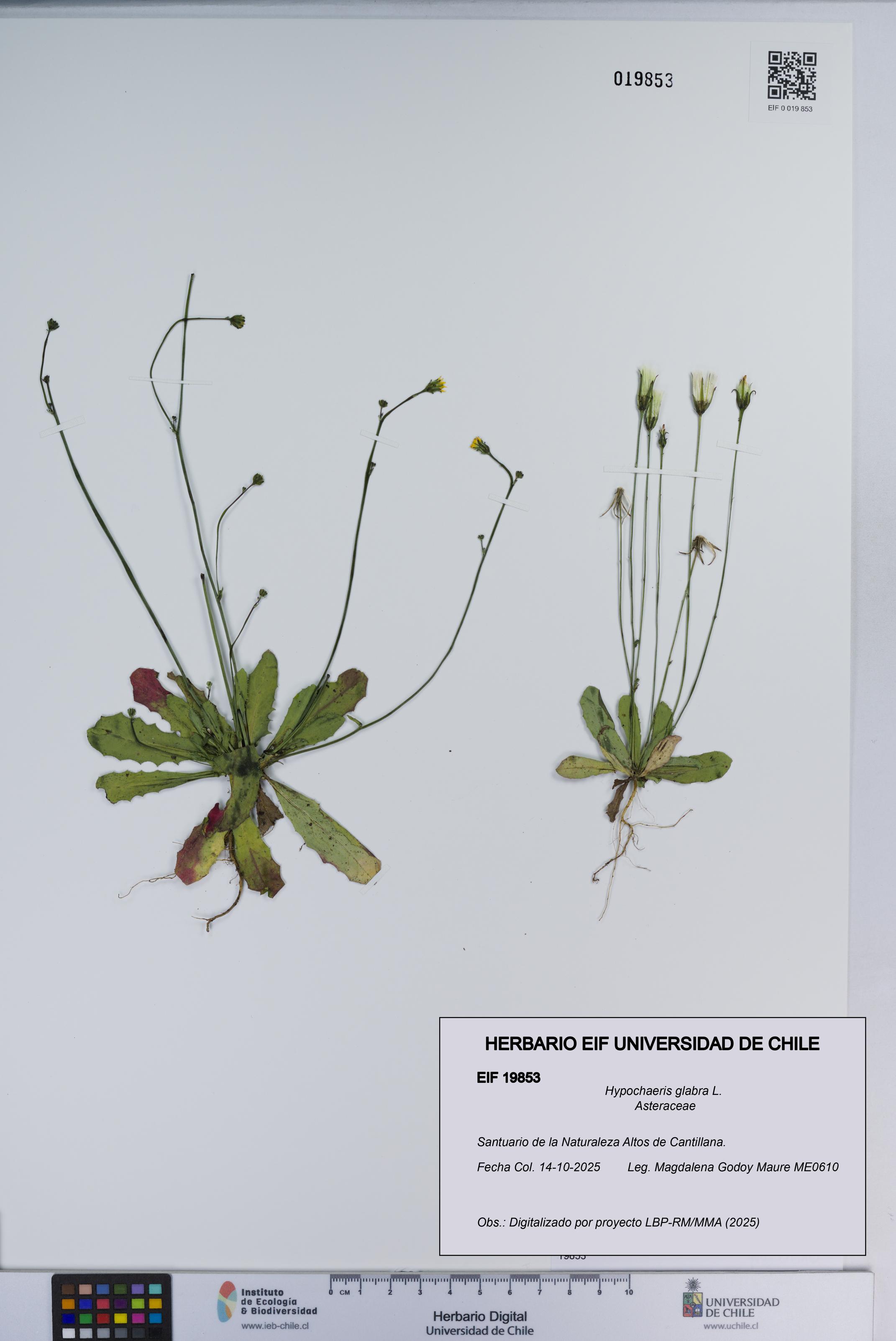 Hypochaeris glabra [Espécimen: ]