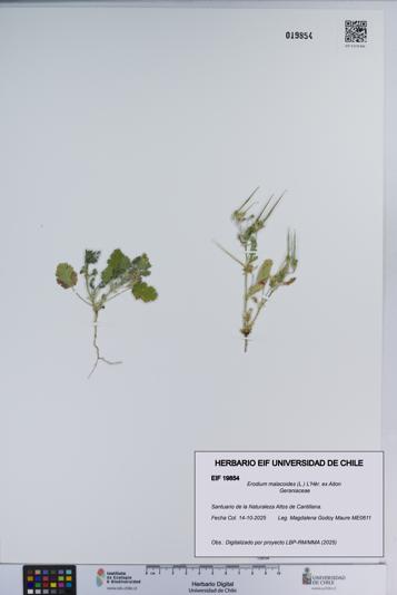 Erodium malacoides [Espécimen: ]