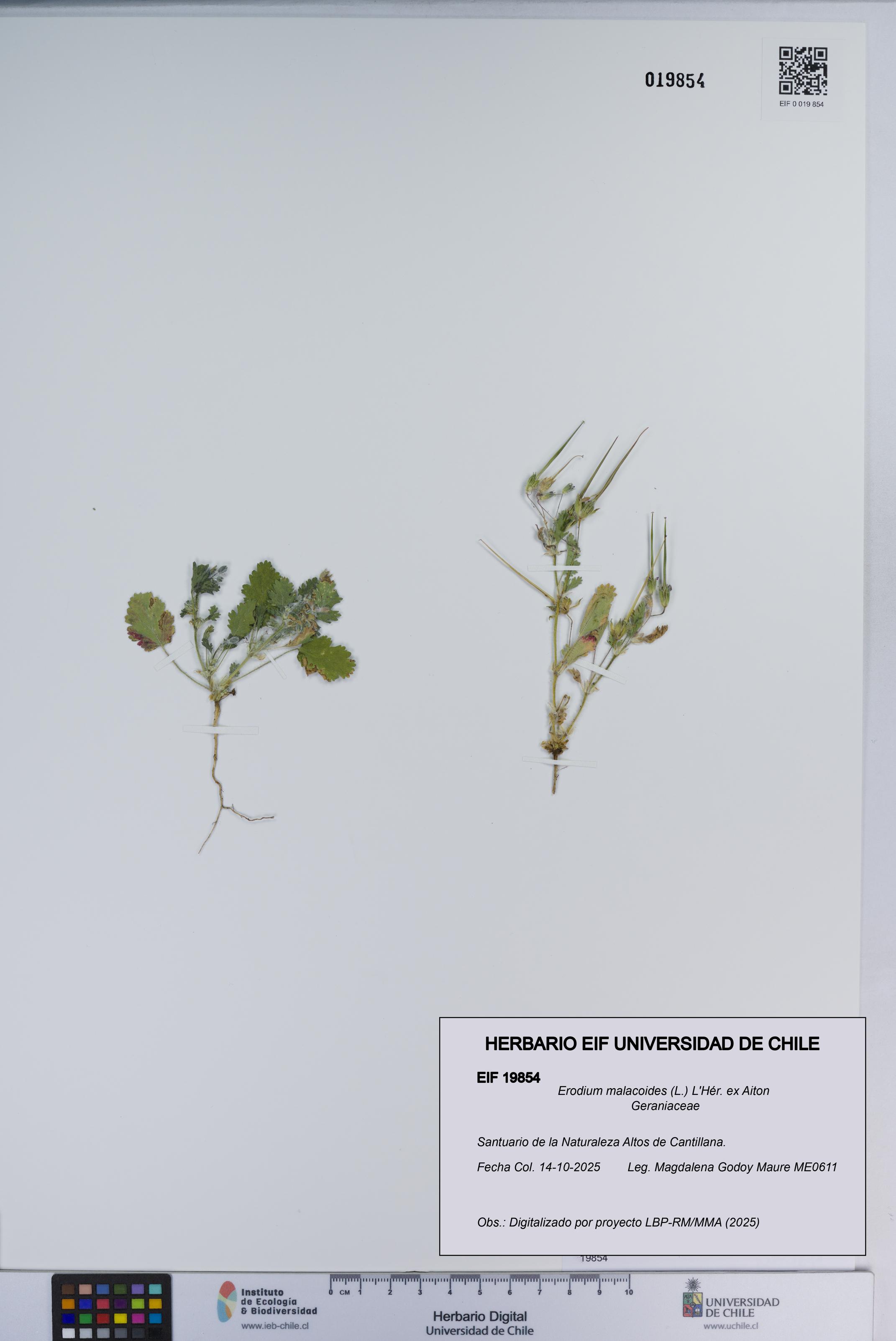Erodium malacoides [Espécimen: ]