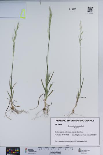 Bromus berteroanus [Espécimen: ]