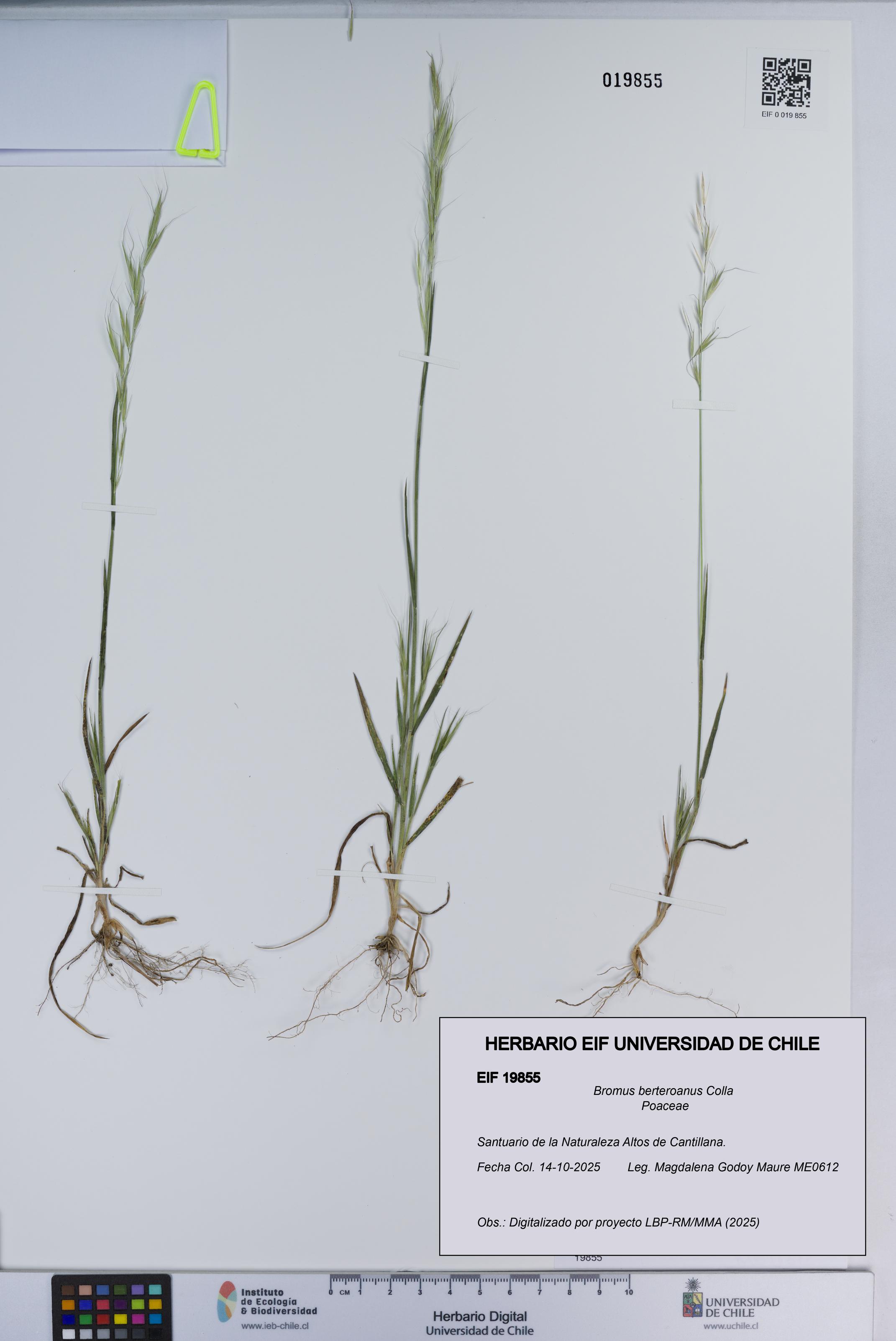 Bromus berteroanus [Espécimen: ]
