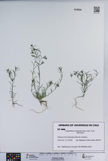 Chaetanthera microphylla [Espécimen: ]