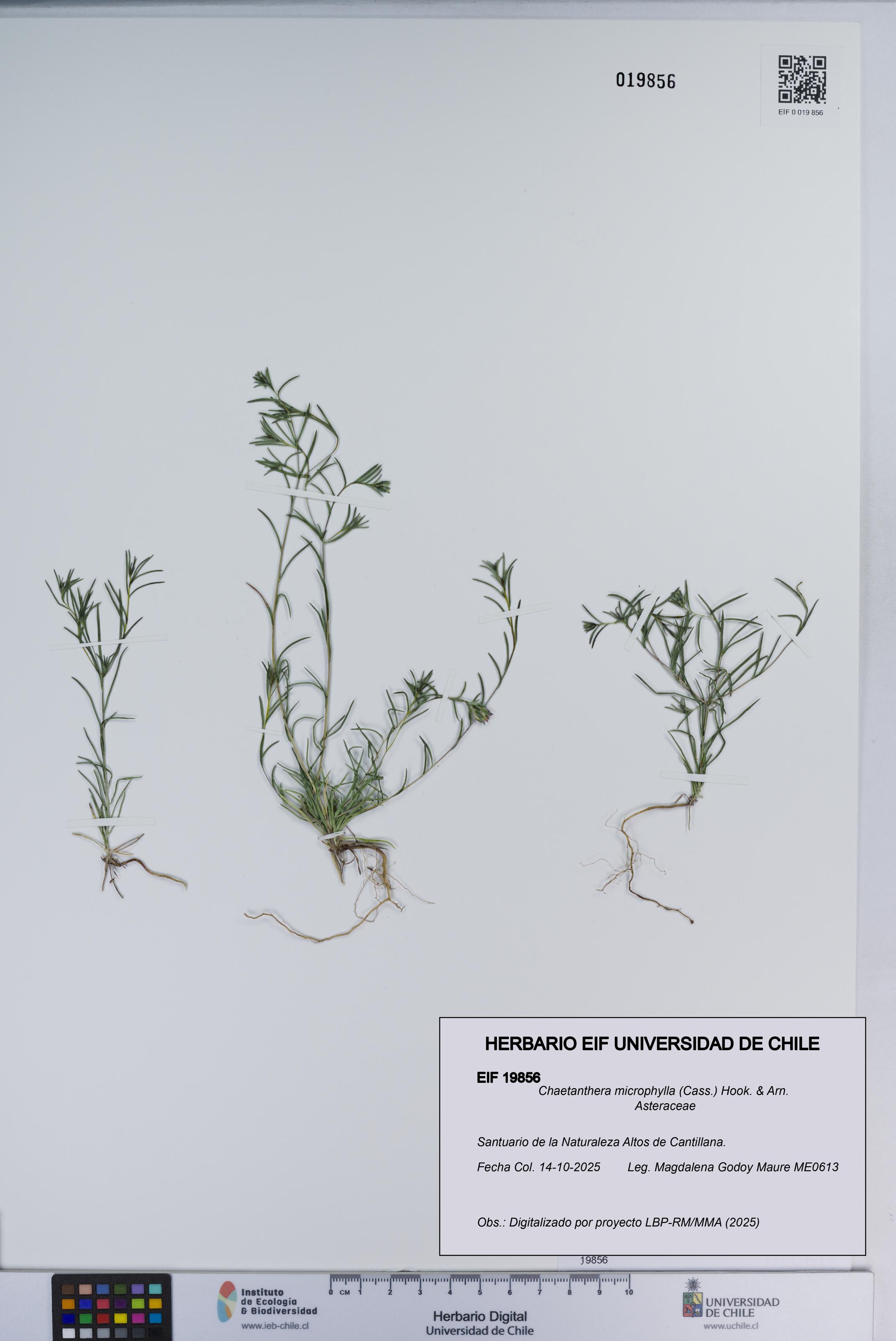 Chaetanthera microphylla [Espécimen: ]