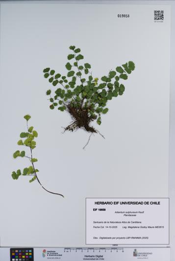 Adiantum sulphureum [Espécimen: ]