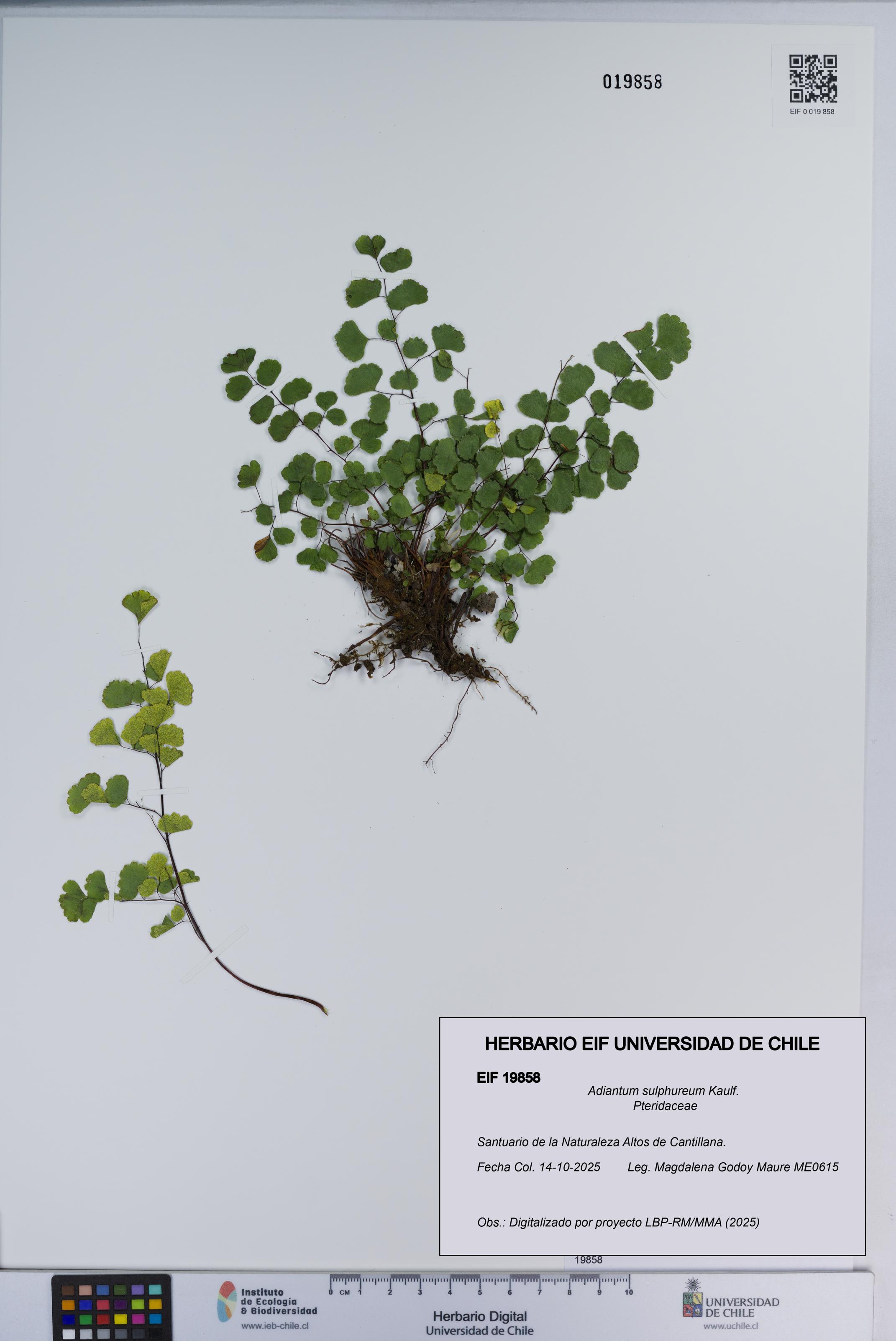 Adiantum sulphureum [Espécimen: ]