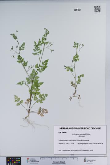 Anthriscus caucalis [Espécimen: ]
