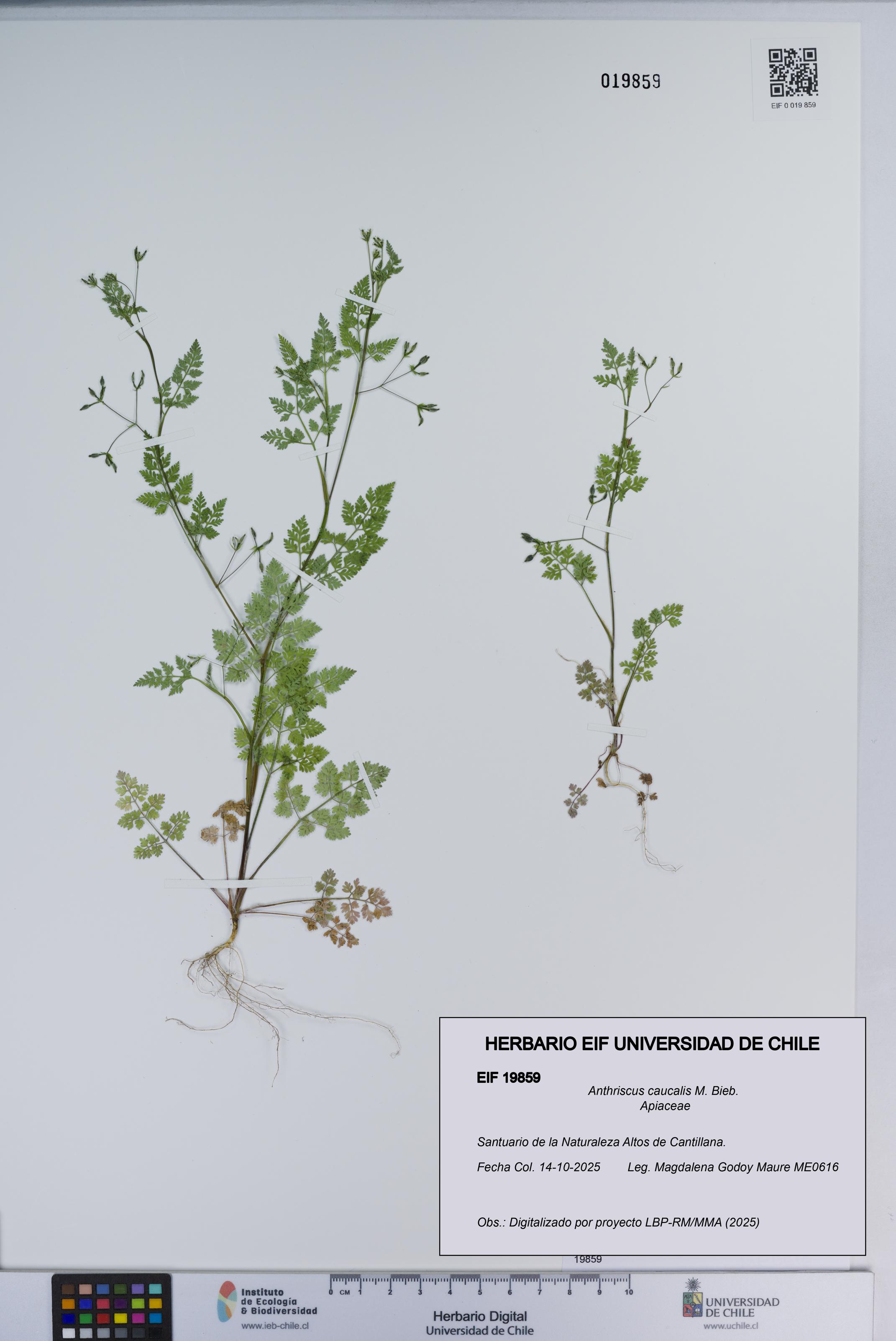 Anthriscus caucalis [Espécimen: ]