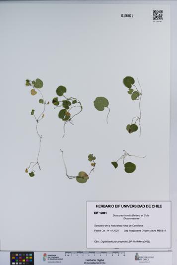 Dioscorea humilis [Espécimen: ]