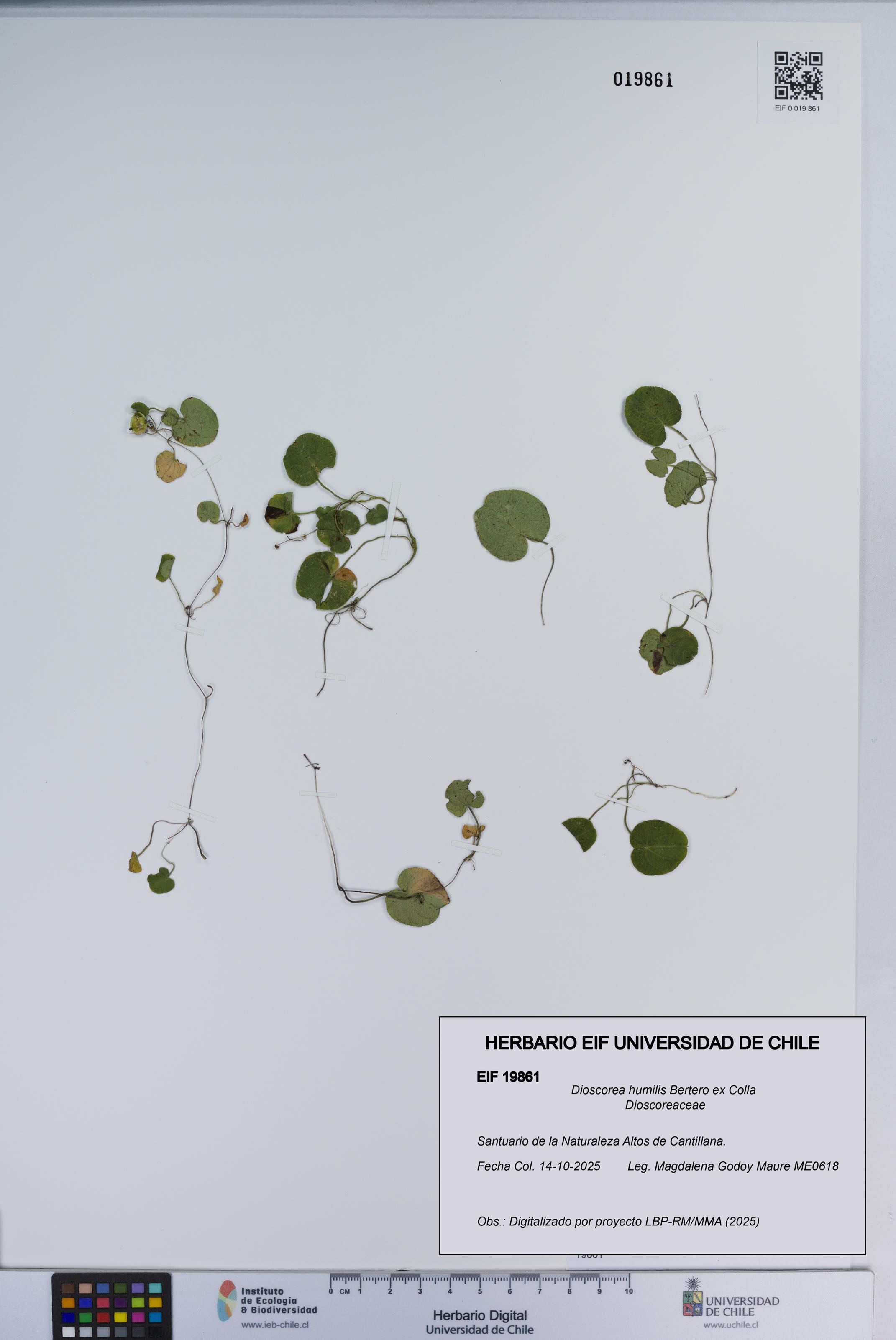 Dioscorea humilis [Espécimen: ]