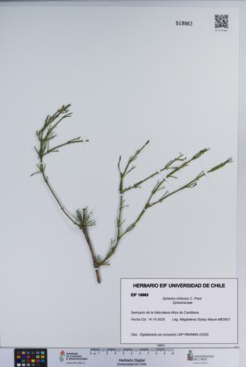 Ephedra chilensis [Espécimen: ]