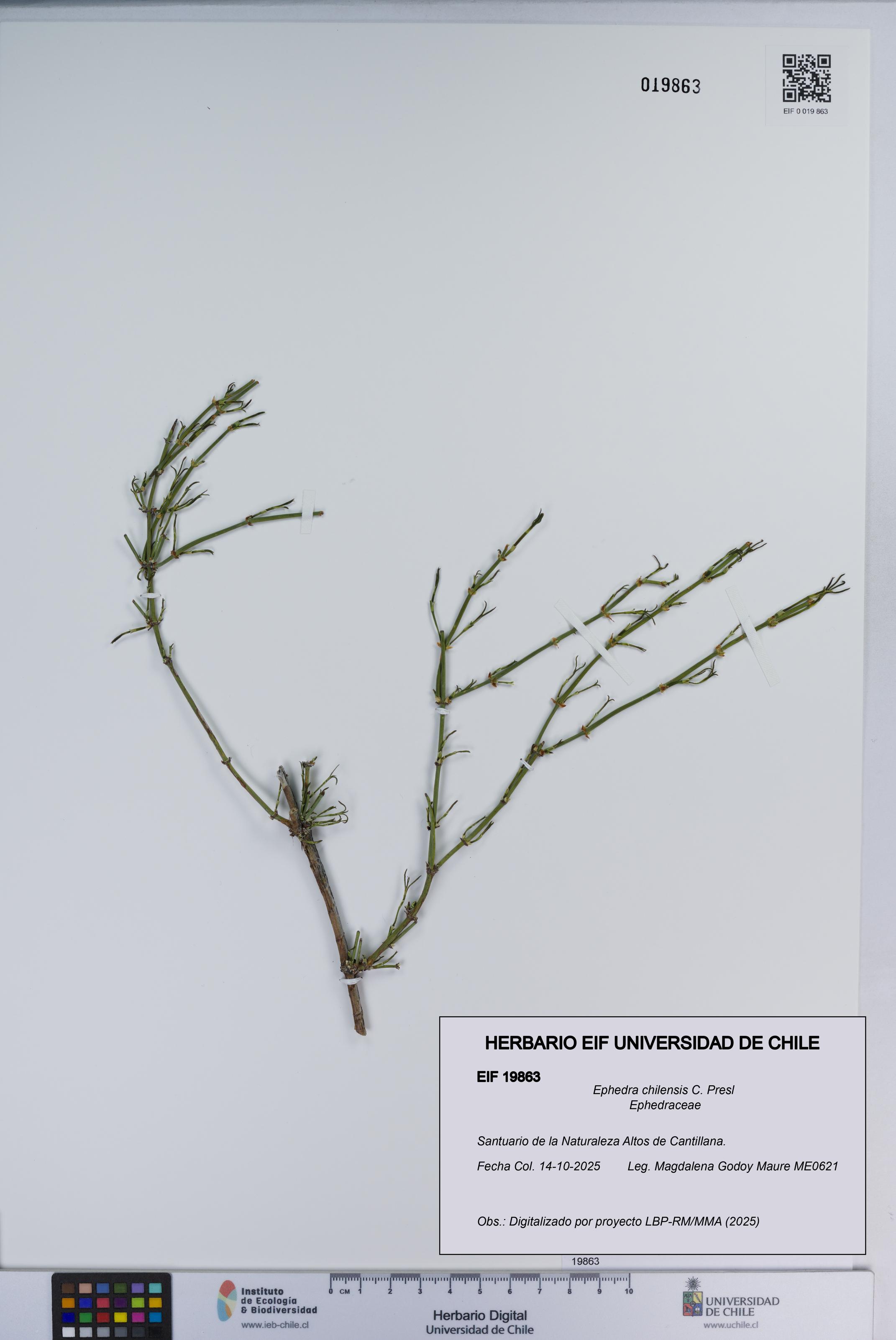Ephedra chilensis [Espécimen: ]