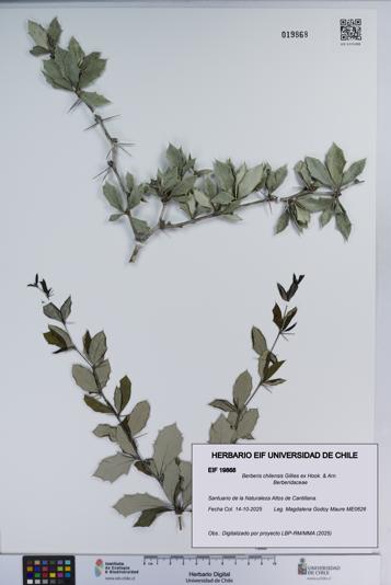 Berberis chilensis [Espécimen: ]