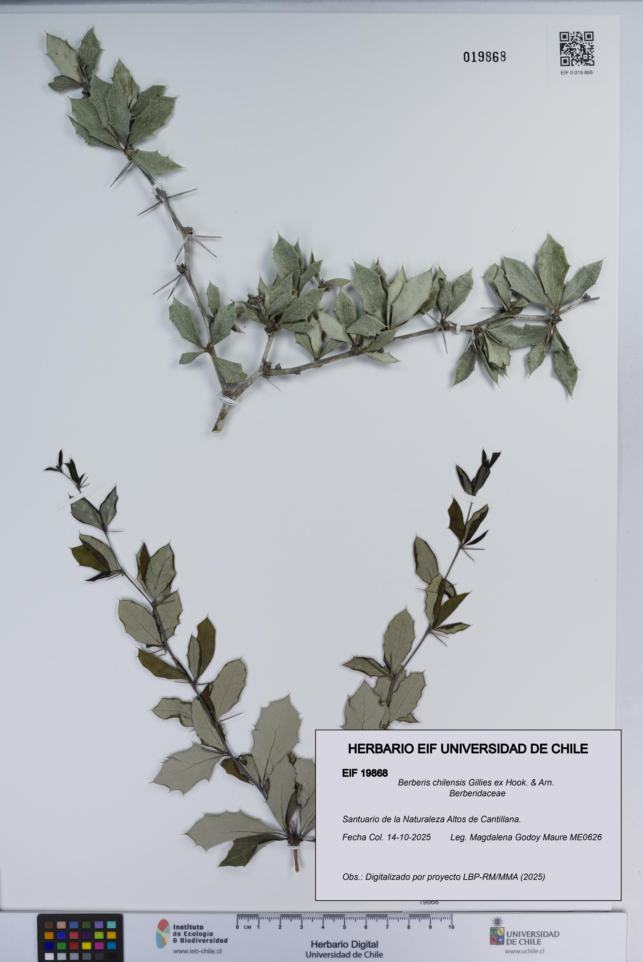 Berberis chilensis [Espécimen: ]