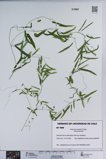 Dioscorea saxatilis [Espécimen: ]