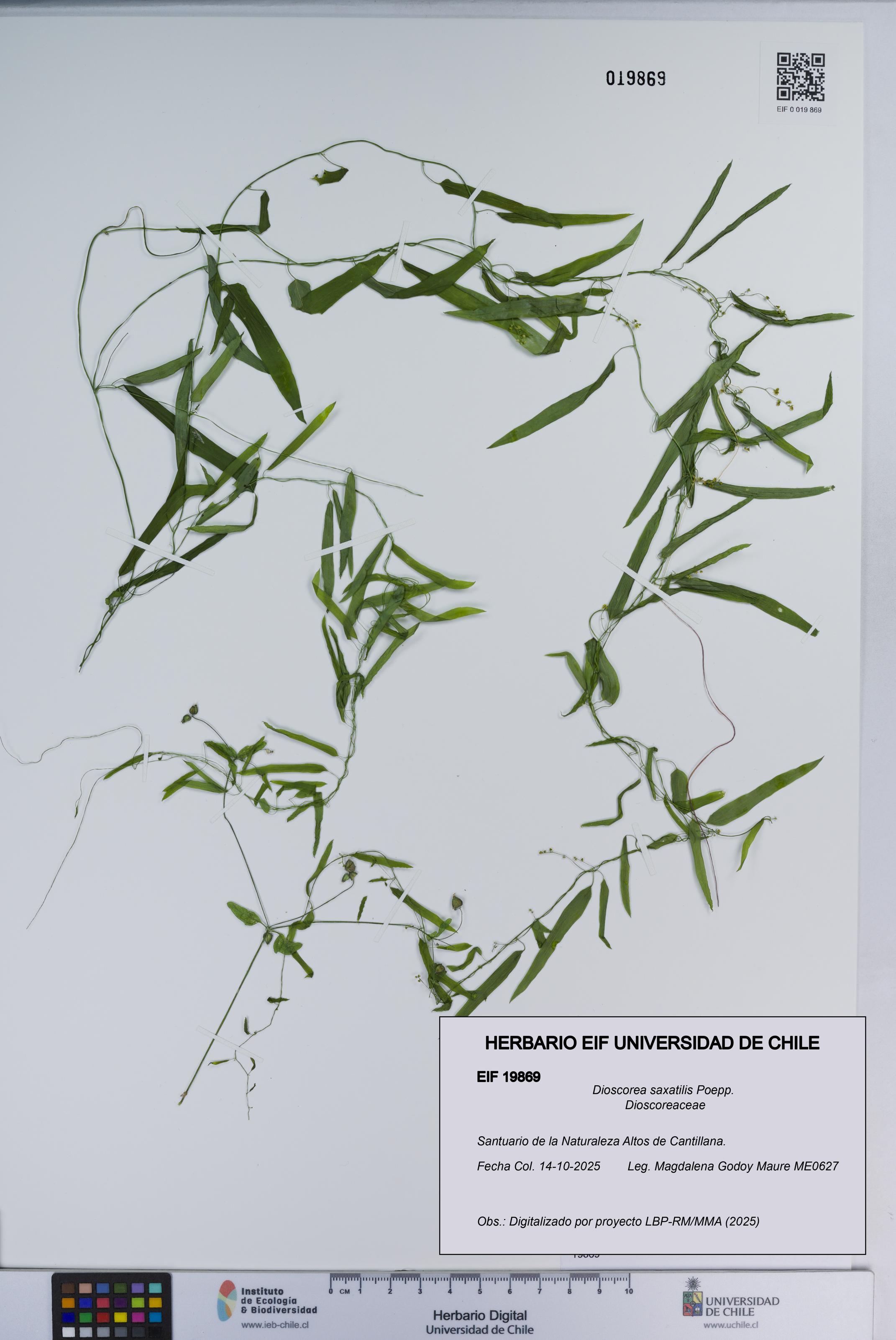 Dioscorea saxatilis [Espécimen: ]