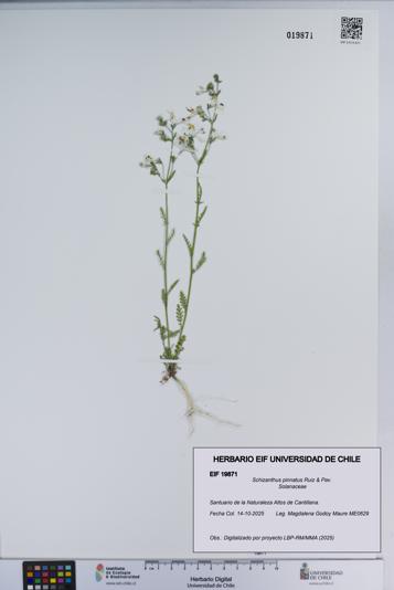 Schizanthus pinnatus [Espécimen: ]
