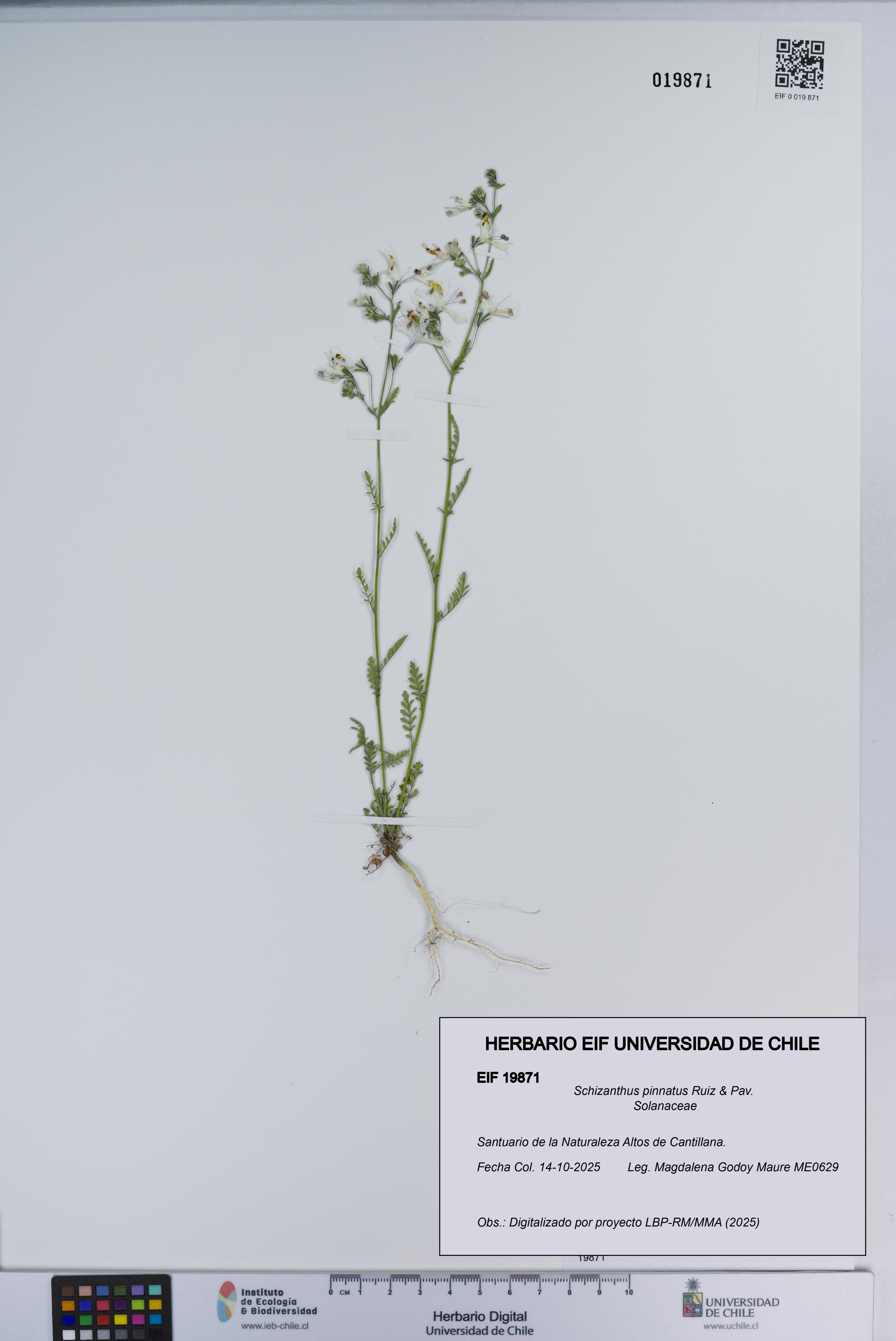 Schizanthus pinnatus [Espécimen: ]