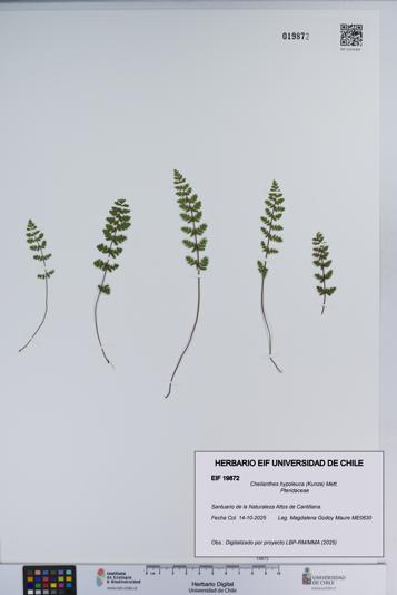 Cheilanthes hypoleuca [Espécimen: ]